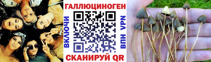 Псилоцибиновые грибы Cubensis  Кашира 